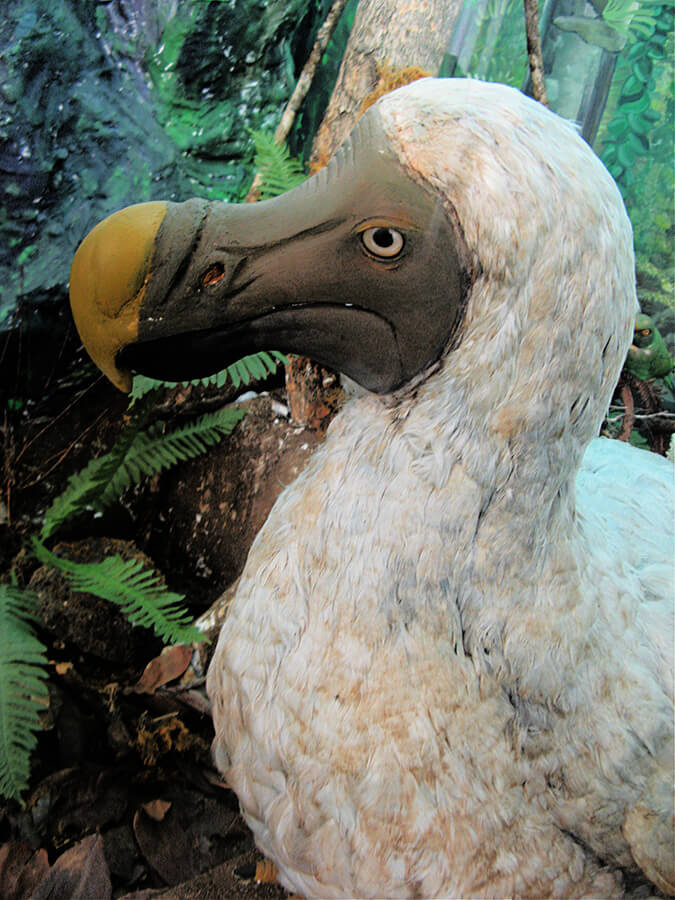  L'emblématique Dodo mascotte de l'Ile Maurice éradiqué