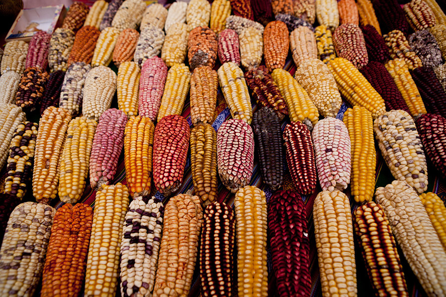 Quelques variétés de maïs péruvien (c) Gihan Gubbeh