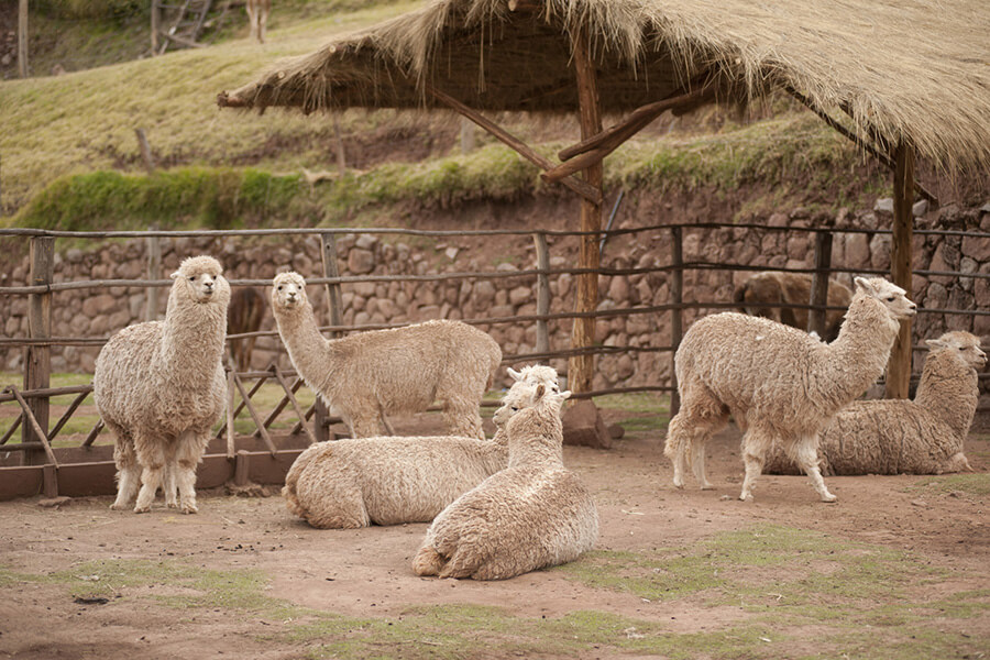 Un élevage d'alpacas (C) César Vallejos