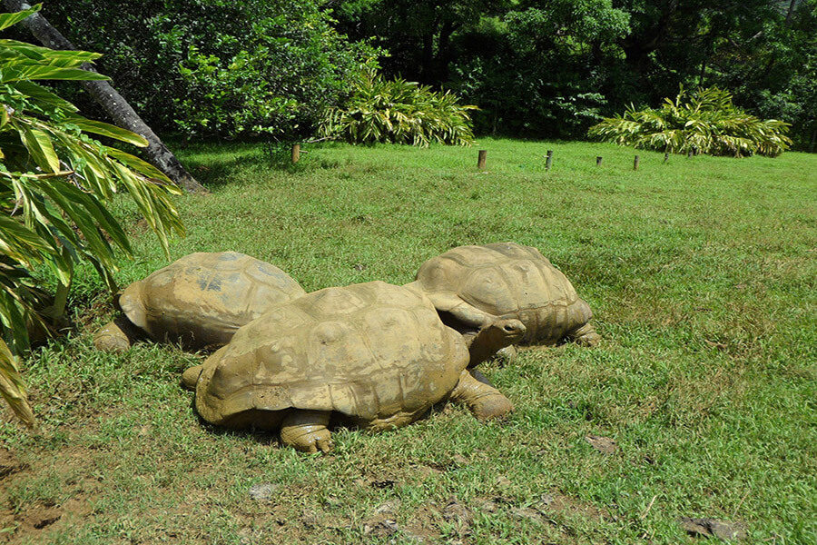 Les tortues géantes de Ferney Valley G.A.-D.