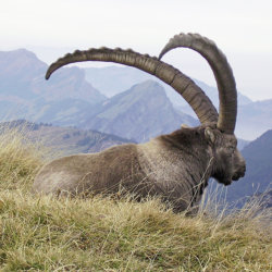 Fabuleuse rencontre avec la faune sur les hauteurs du Mont Pilate