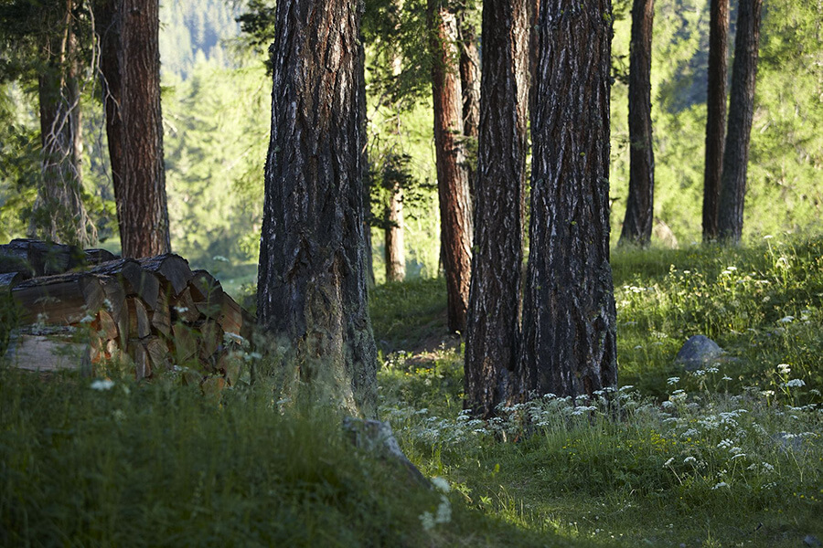 Des sous-bois et des forêts à perte de vue