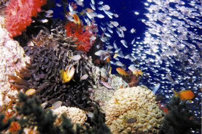 Aqaba une faune riche et colorée