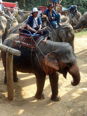 Eléphants et coolies en attente des passagers de l'Orient Express (c) GAD