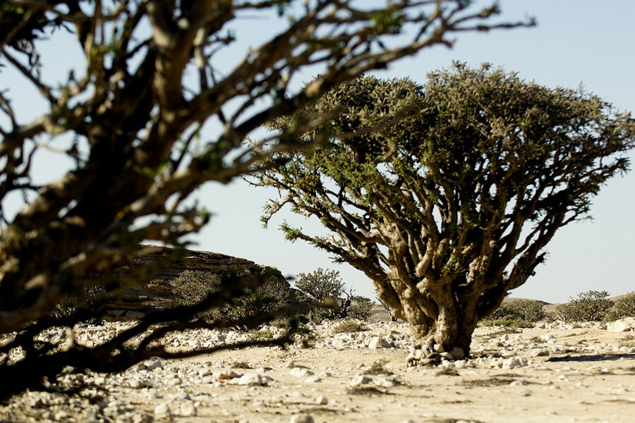 L'inestimable arbre à encens convoité par le monde entier de la Chine à l'Afrique © OT Oman