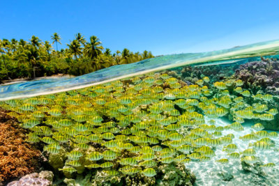 Coral-Garden Asia Pacific Le Tahaa by Pearl Resorts hôtel partenaire de Traveller Made (c) TM Gallery