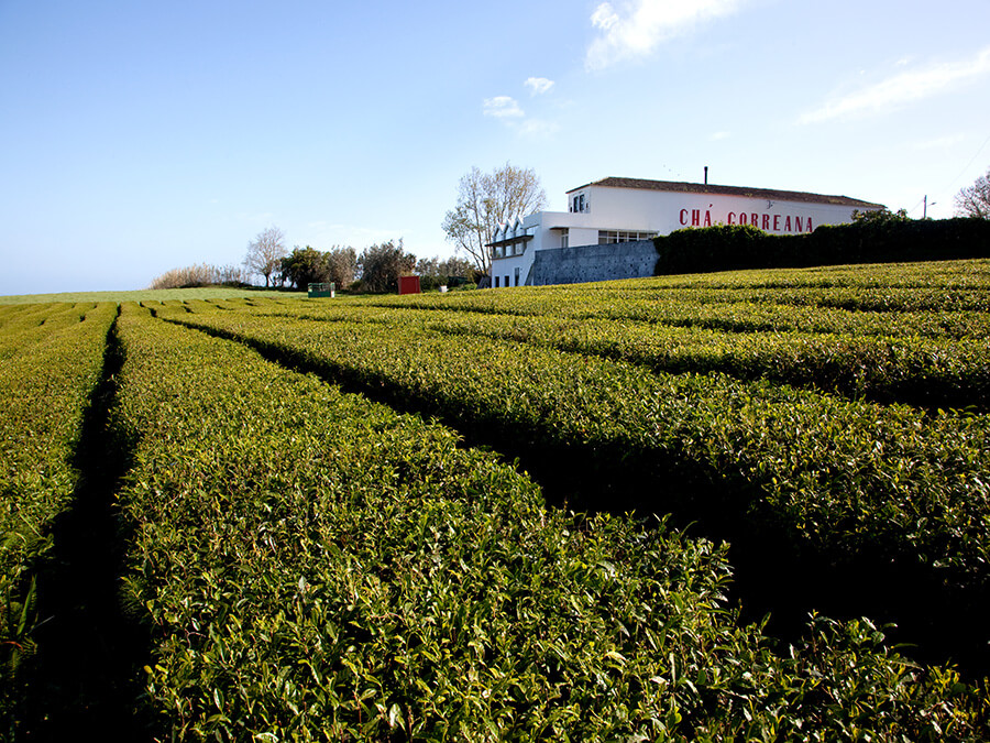 Les champs de thé Gorreana Tea Factory le seul important producteur de thé en Europe (c) Açores Tourisme