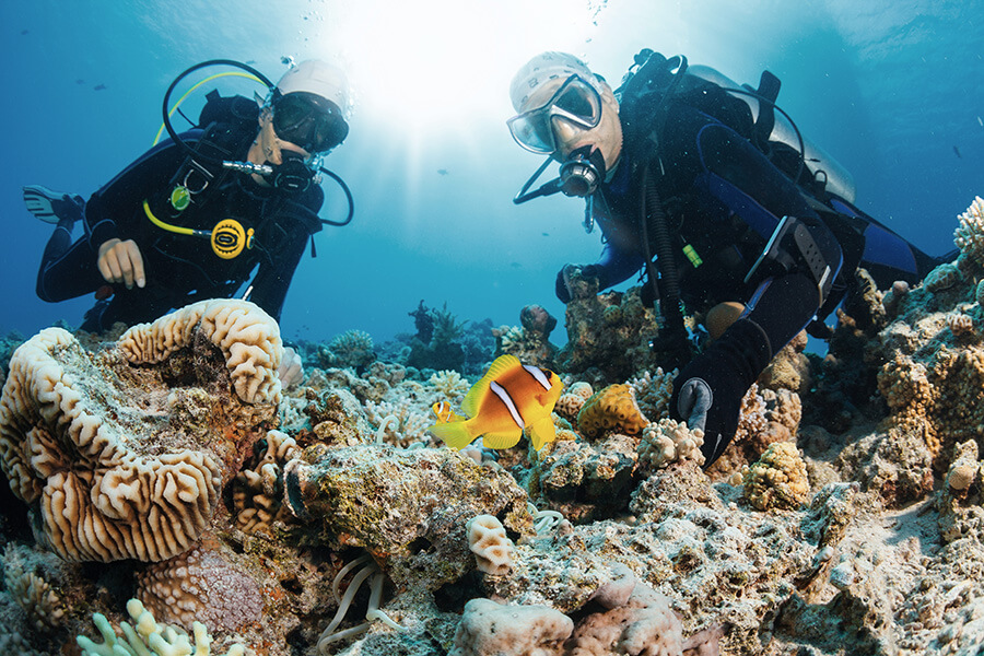 Les coraux sont ici capables de survivre à la hausse des températures océaniques