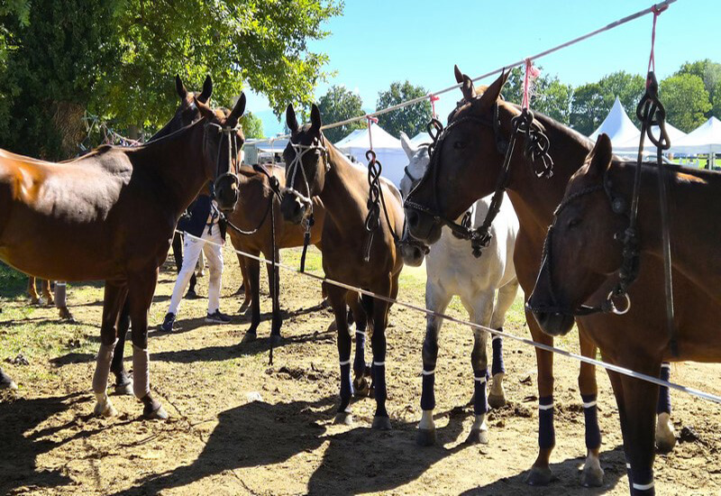 Dans la zone de préparation avant les matchs les chevaux rassemblés à proximité du terrain (c) GAD